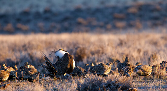 Bizarre Animal Mating Rituals